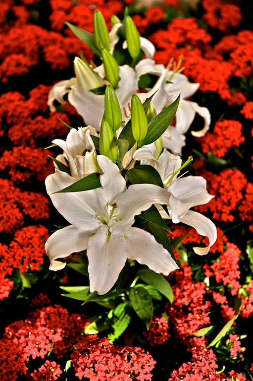 Longwood gardensdick stanton (3)